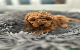 Cavapoo dogs for sale: F1B CAVAPOO FOX RED - Image 12