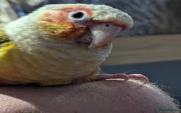 Parakeets birds for sale: Male ringneck parakeet & Female conure parakeet   - Image 5