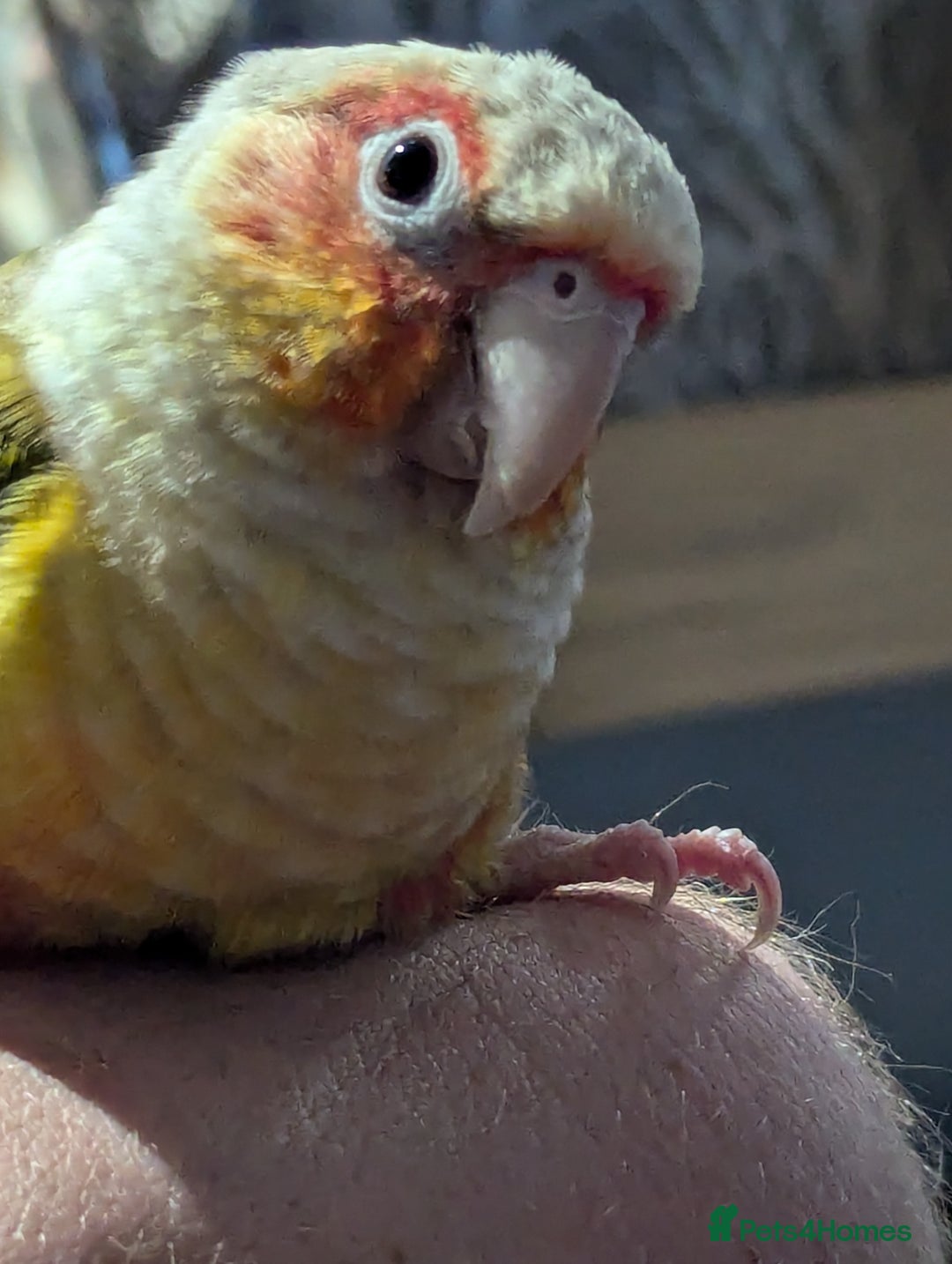 Parakeets birds for sale: Male ringneck parakeet & Female conure parakeet   - Image 5