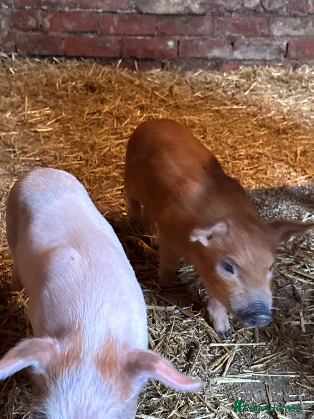 Pig livestock for sale: Juliana Micro piglets for sale  - Image 2