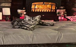 British Shorthair cats for sale: BSH silver tabby kittens - Image 6