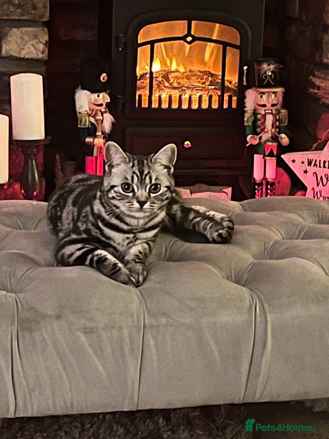 British Shorthair cats for sale: BSH silver tabby kittens - Image 6