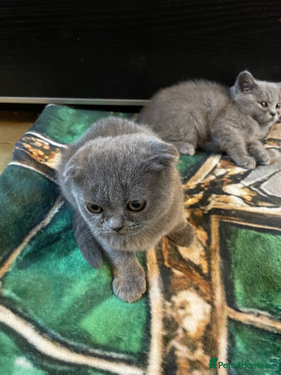 Scottish Fold cats for sale: Scottish fold kittens - Image 12