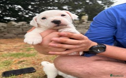 Jack Russell dogs for sale: 3 Male Jack Russell Pups - Image 6