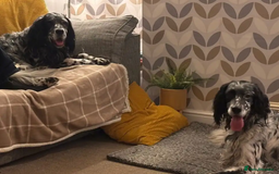 English Setter dogs for adoption: Evo   - Image 4