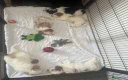 Cavapoo dogs for sale: 2 beautiful females needing a forever home ASAP!!! - Image 9
