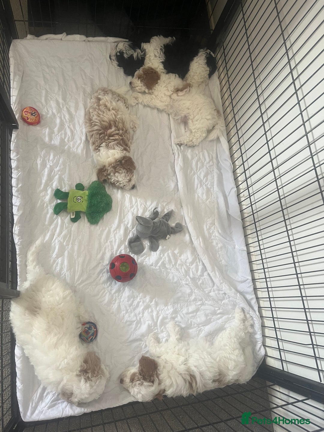 Cavapoo dogs for sale: 2 beautiful females needing a forever home ASAP!!! - Image 9