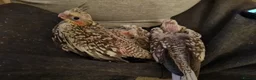 Cockatiels birds for sale: Gorgeous baby cockatiels  - Advert 8