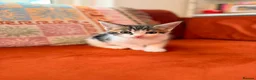 Russian Blue cats for sale: I have 5 beautiful kittens available  - Advert 10