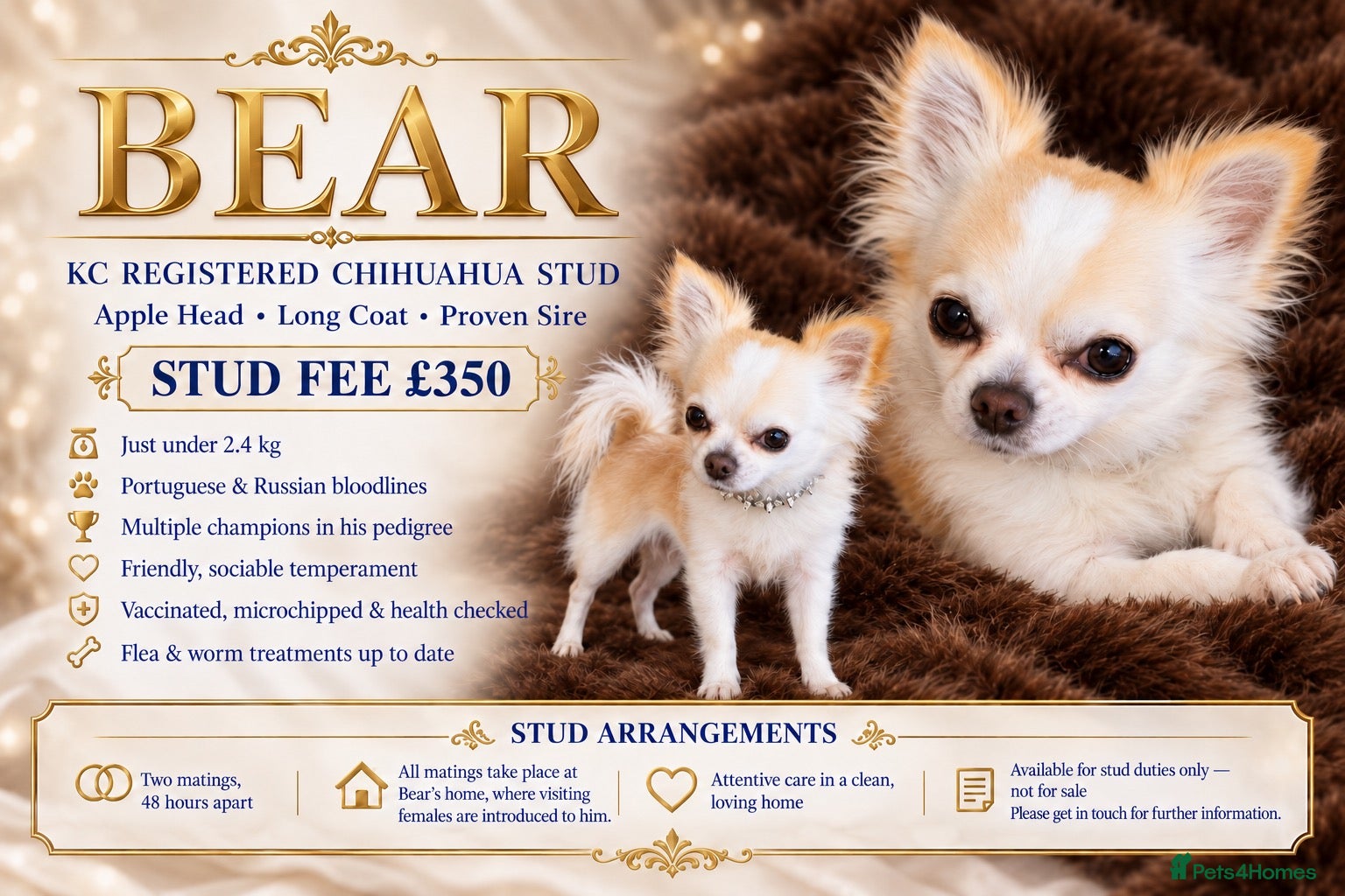 Chihuahua dogs BEAR—KC REGISTERED LONGCOAT CHIHUAHUA STUD SERVICE - Advert 1