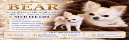 Chihuahua dogs for stud: BEAR—KC REGISTERED LONGCOAT CHIHUAHUA STUD SERVICE - Advert 1