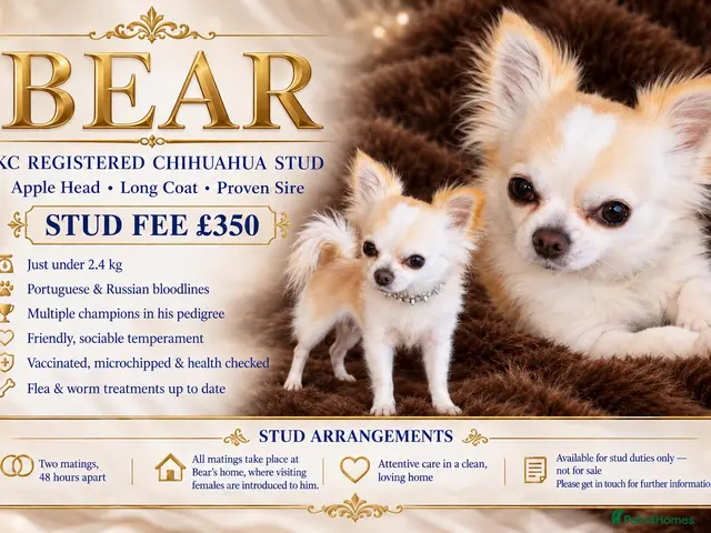 Chihuahua dogs BEAR—KC REGISTERED LONGCOAT CHIHUAHUA STUD SERVICE - Advert 1