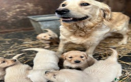 Golden Retriever dogs for sale: Beautiful Golden retrievers  - Image 3