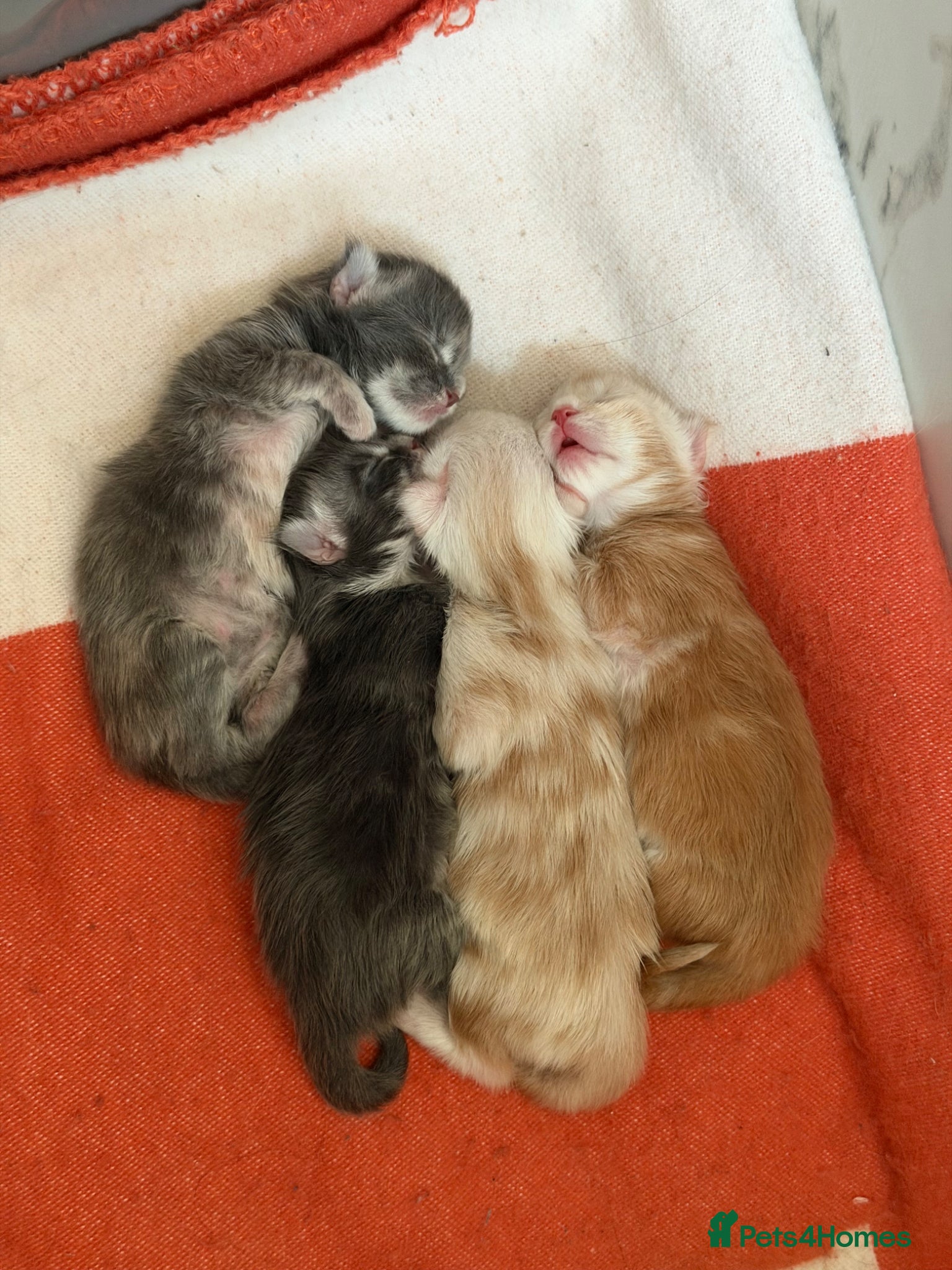Maine Coon cats for sale: Maine Coon Kittens for sale (Surrey location) in Esher - Advert 6