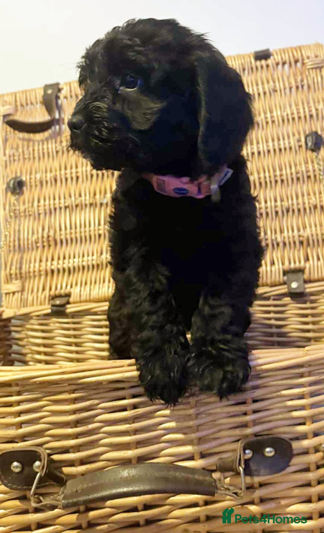 Cockapoo dogs F1 small Cockerpoo/ Cockapoo Black Girl  - Advert 4