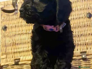 Cockapoo dogs F1 small Cockerpoo/ Cockapoo Black Girl - Advert 4