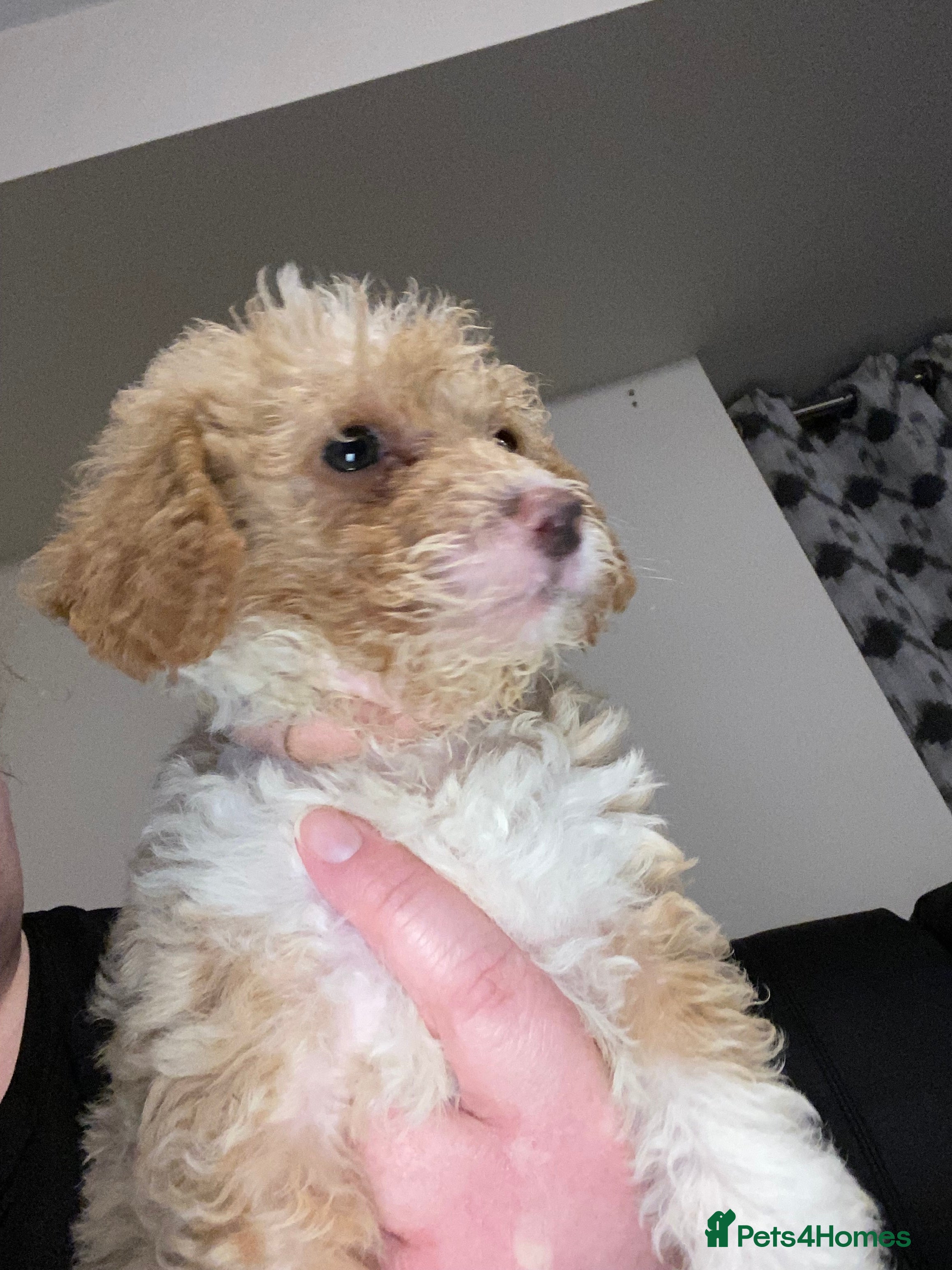 Toy Poodle dogs Beautiful Toy Poodle Pups Ready to Reserve Now - Advert 10