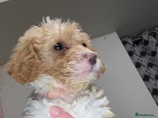 Toy Poodle dogs Beautiful Toy Poodle Pups Ready to Reserve Now - Advert 5