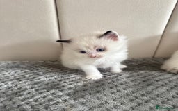 Ragdoll cats for sale: Five Beautiful Pure Breed Ragdoll Kittens🤍 - Image 37