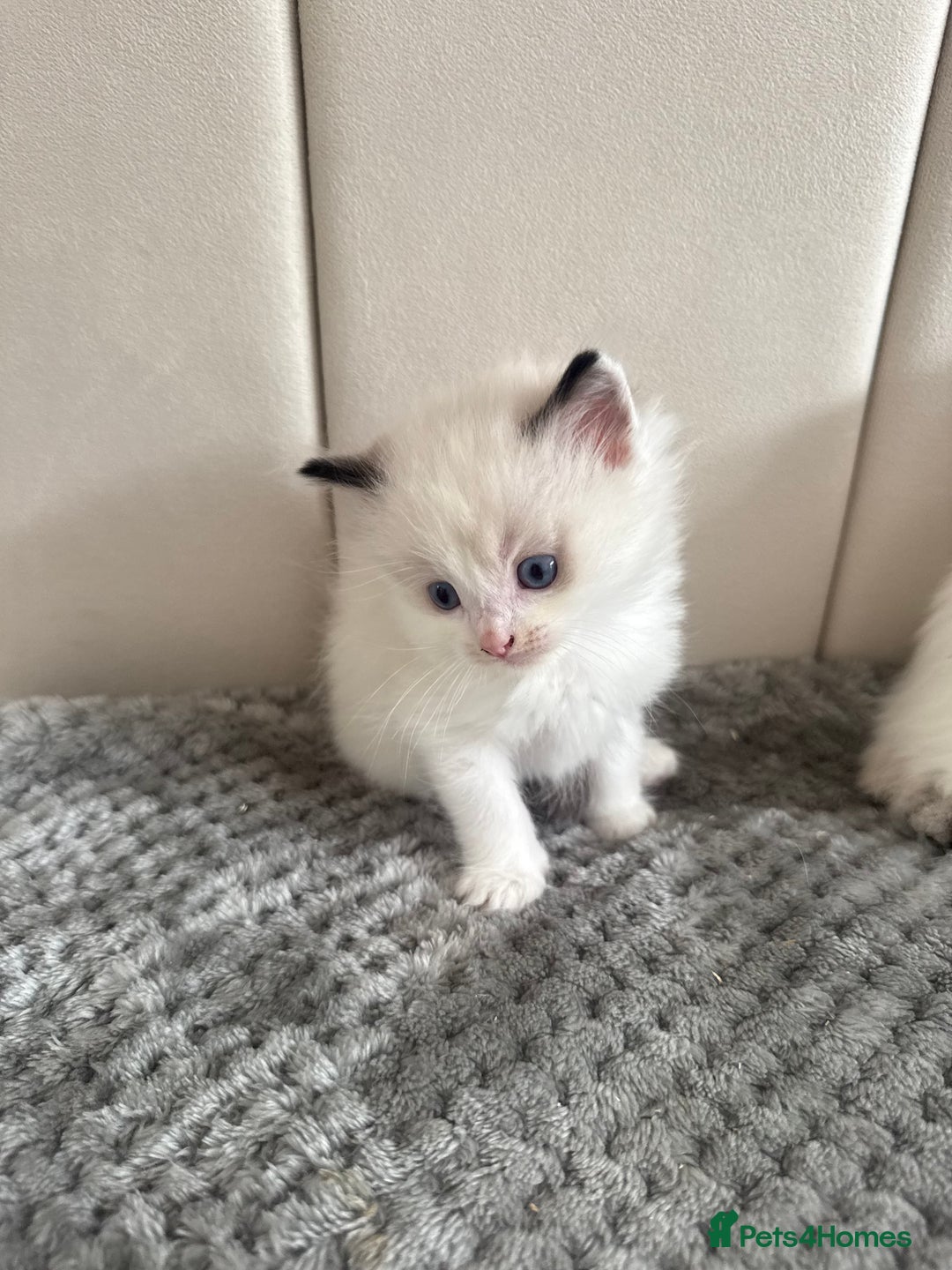 Ragdoll cats for sale: Five Beautiful Pure Breed Ragdoll Kittens🤍 - Image 37