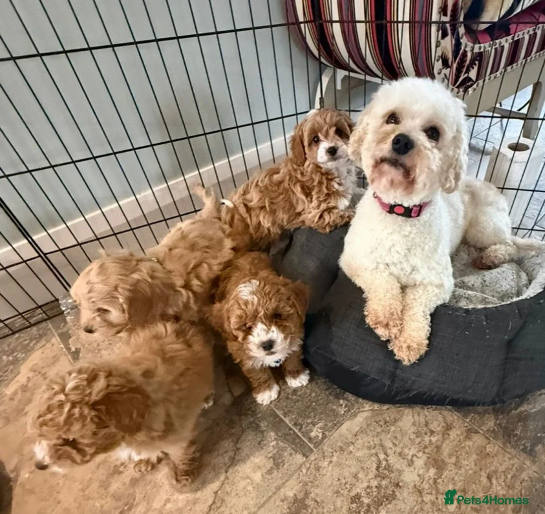 Cavapoo dogs for sale: Toy Cavapoo Puppies F1b (hypoallergenic) - Advert 2