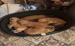 Labradoodle dogs for sale: Beautiful litter of 5 labradoodle puppies  - Image 1