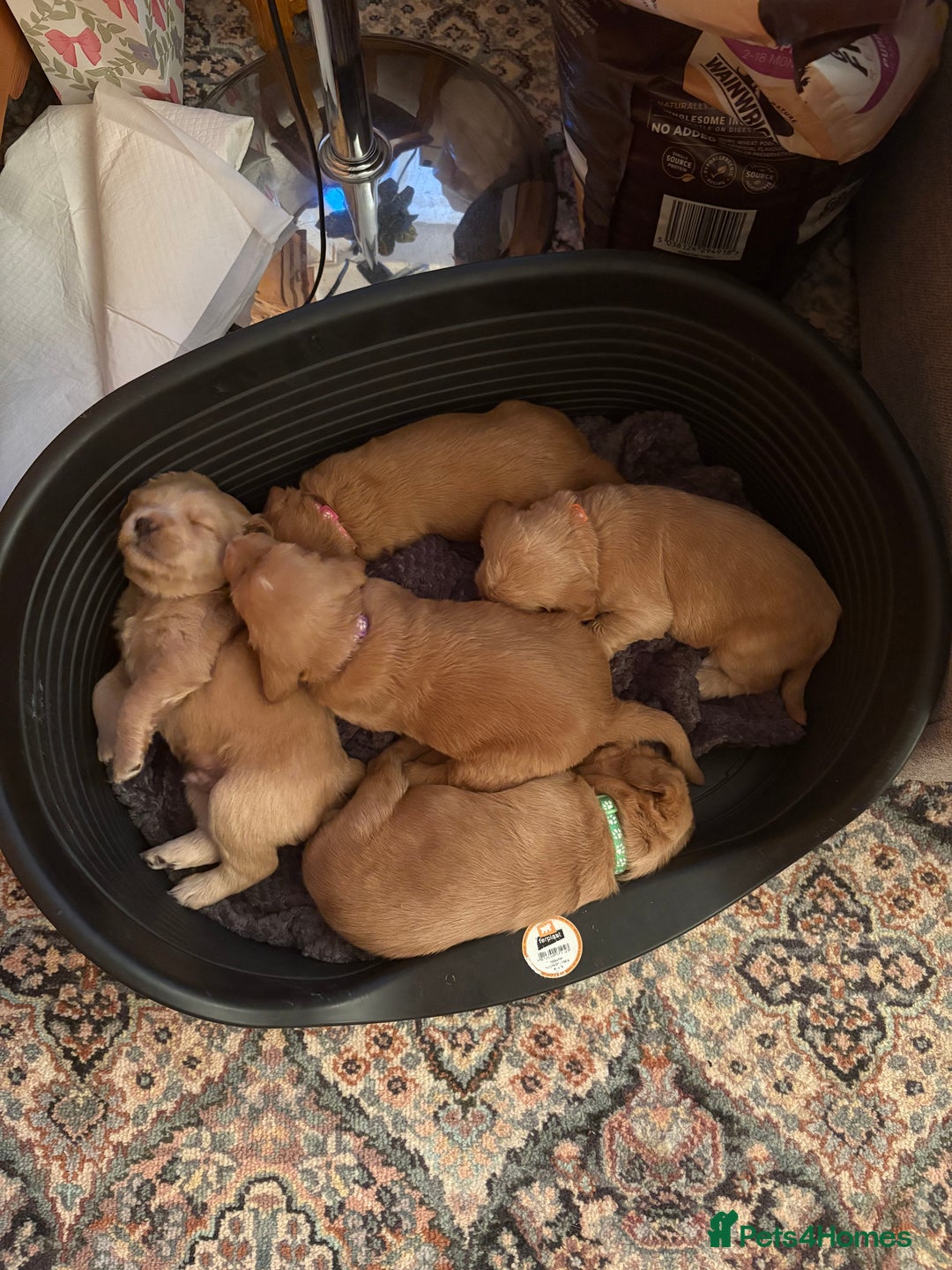 Labradoodle dogs for sale: Beautiful litter of 5 labradoodle puppies  - Image 1