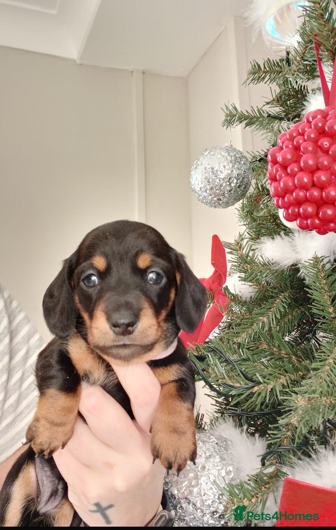 Miniature Dachshund dogs for sale: Miniature Dachshund  - Advert 3