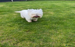 West Highland Terrier dogs for sale: Lovely west highland terrier  - Image 3