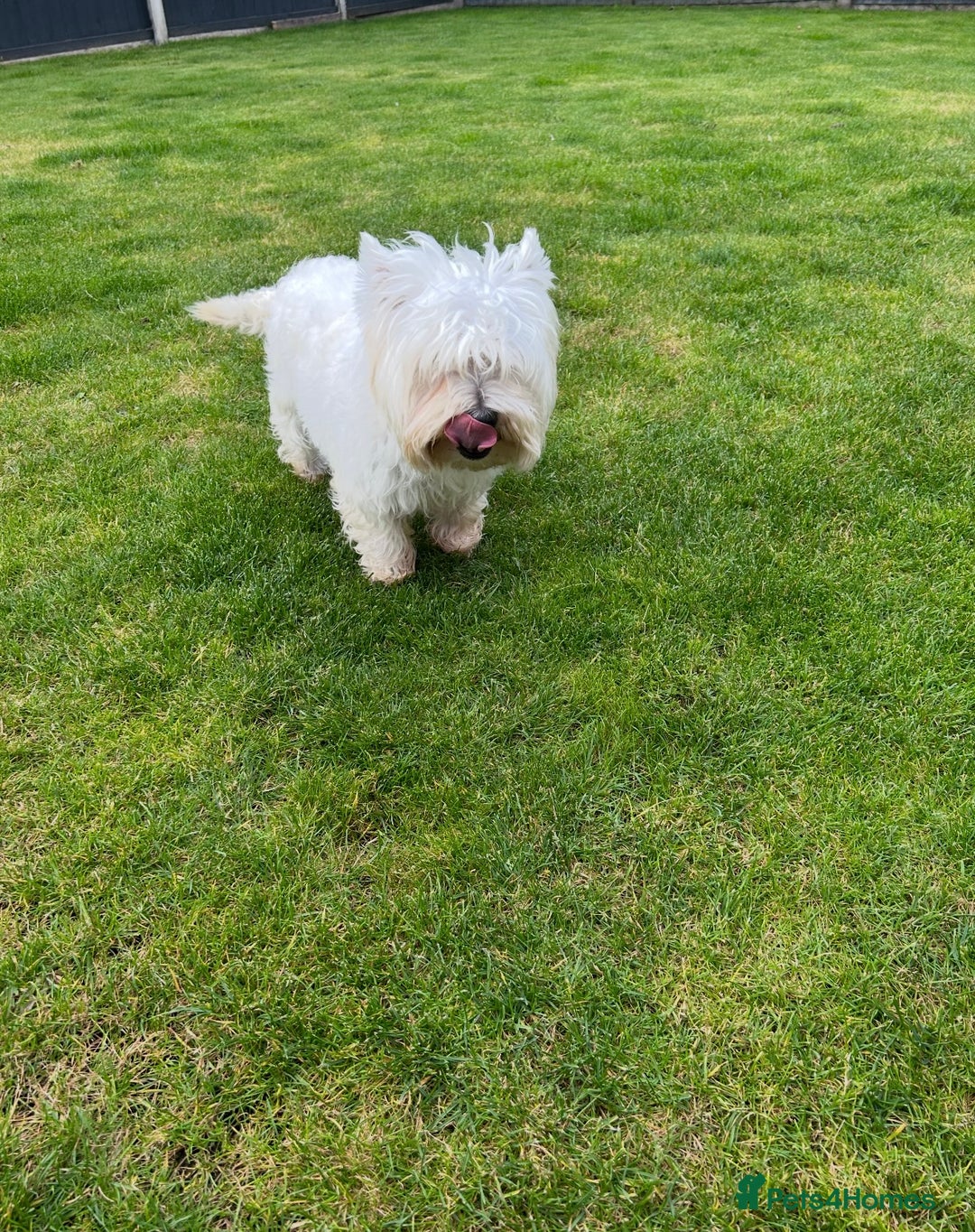 West Highland Terrier dogs for sale: Lovely west highland terrier  - Image 3