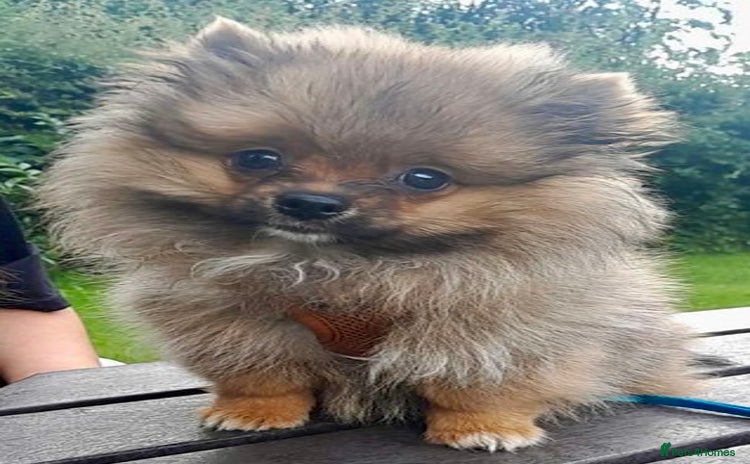 Pomeranian dogs - Advert 5