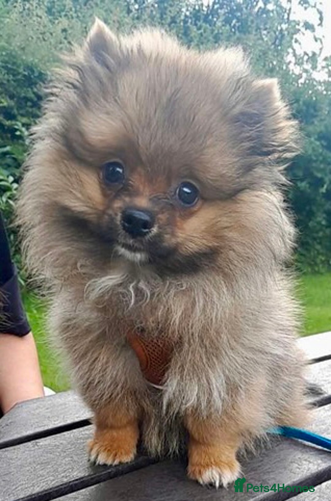 Pomeranian dogs for sale: Pomeranian Teddy Bear Male  - Image 1