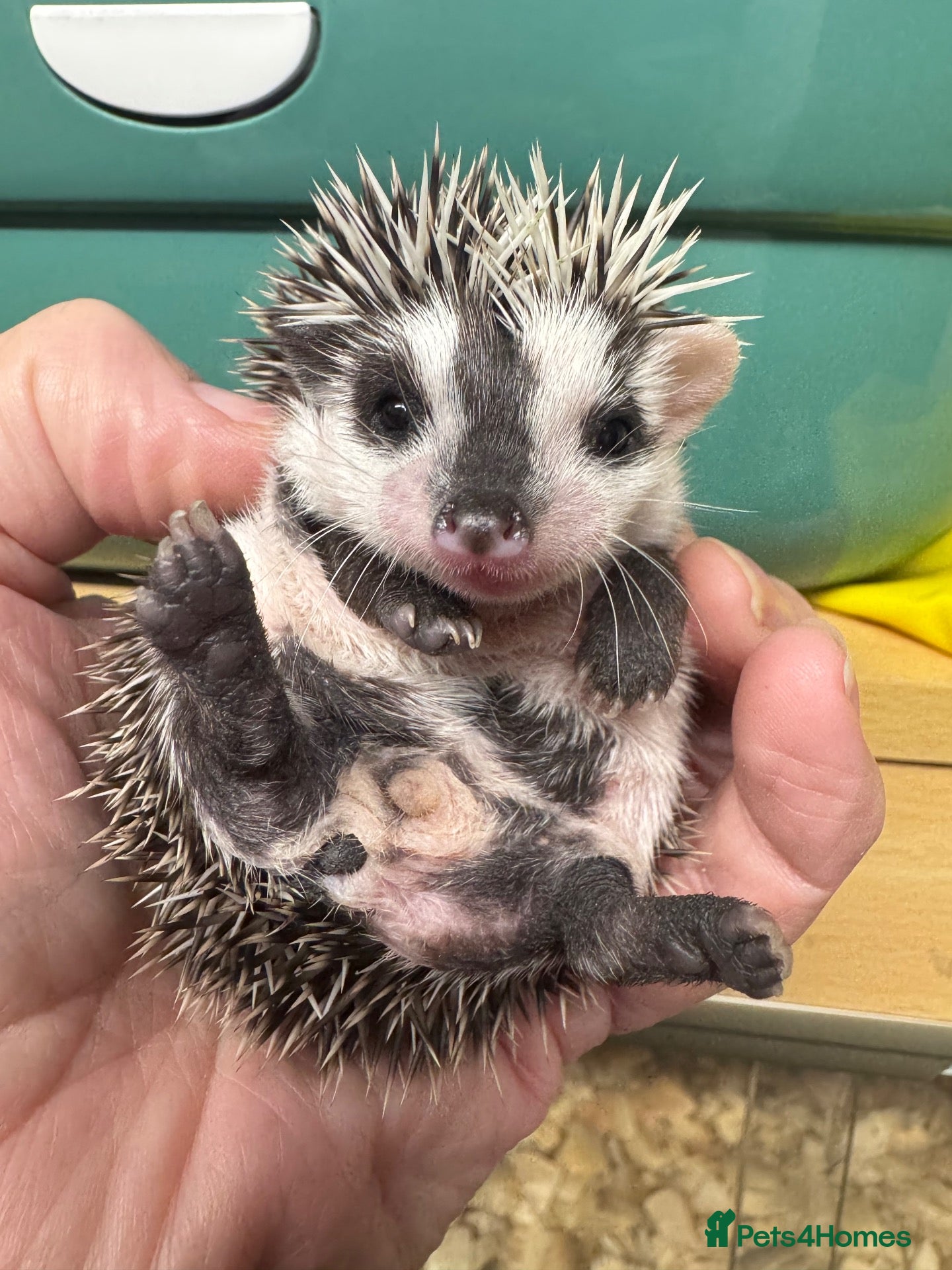 Pygmy Hedgehog rodents Baby hoglets mixed colours/ mask types -READY  - Advert 2