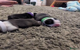 Boston Terrier dogs for sale: KC bostonTerrier puppies  - Image 4