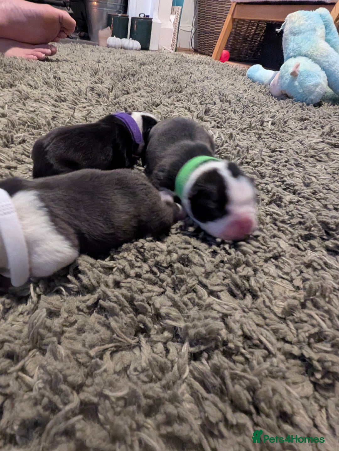 Boston Terrier dogs for sale: KC bostonTerrier puppies  - Image 4