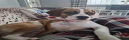 Mixed Breed dogs for sale: Female staff cross looking for forever home - Advert 2