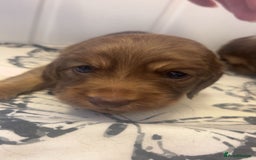 Miniature Dachshund dogs for sale: Long haired dapple miniature Dachsund puppies - Image 10