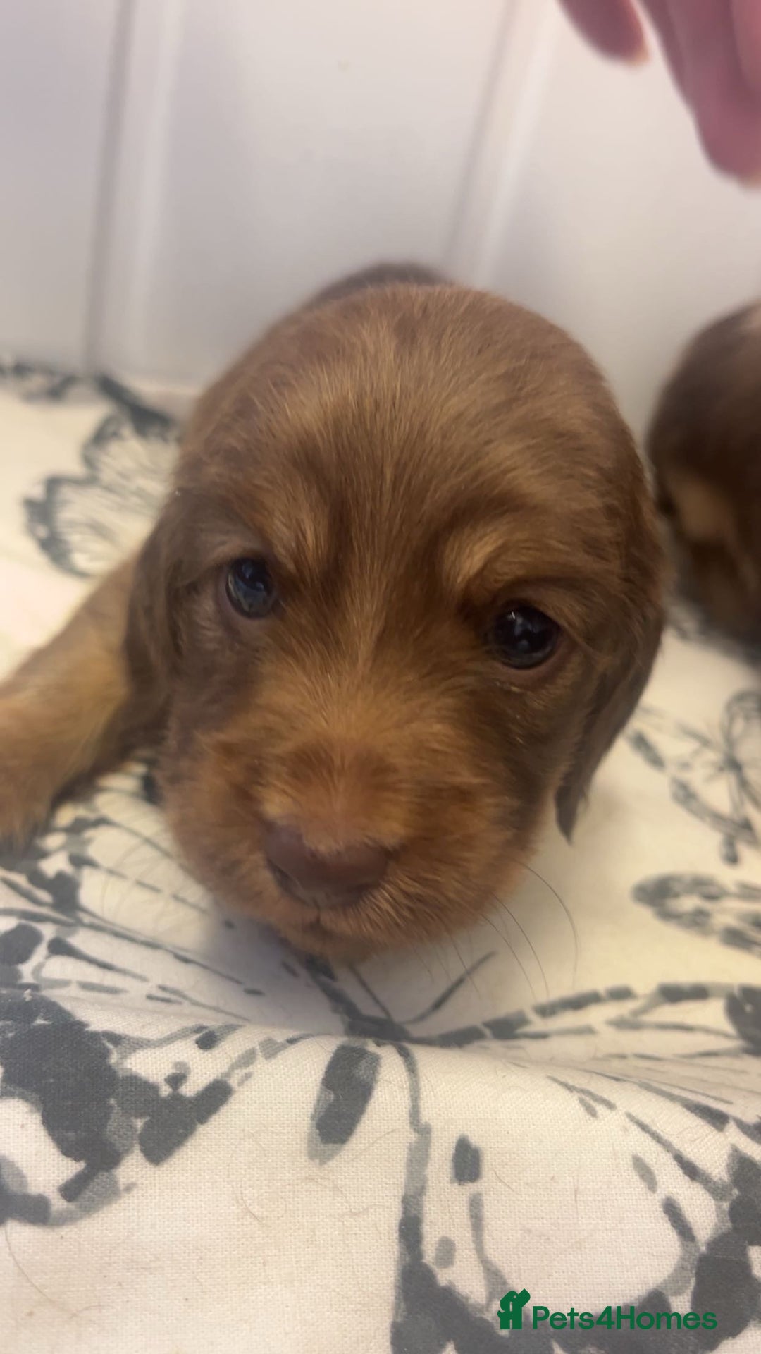 Miniature Dachshund dogs for sale: Long haired dapple miniature Dachsund puppies - Image 10