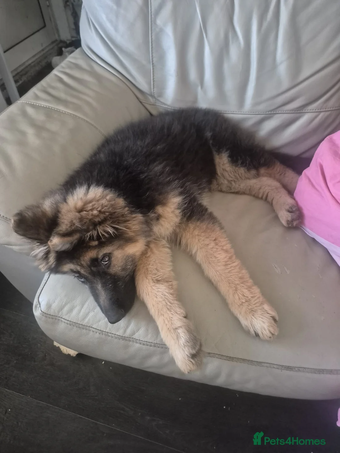 German Shepherd dogs for sale: Beautiful German shepherd!!!  - Advert 3