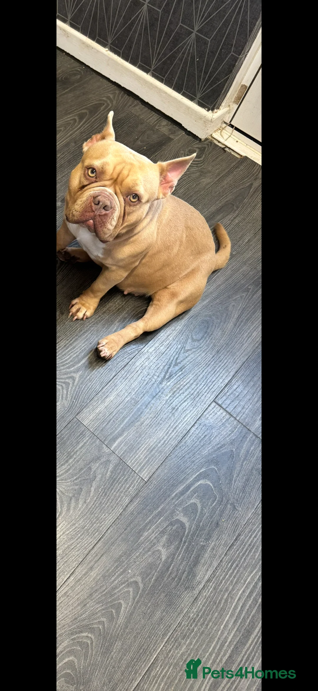 American Bulldog dogs for sale: Pocket bully  - Advert 3