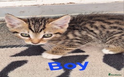 British Shorthair cats for sale: Male kittens  - Image 2