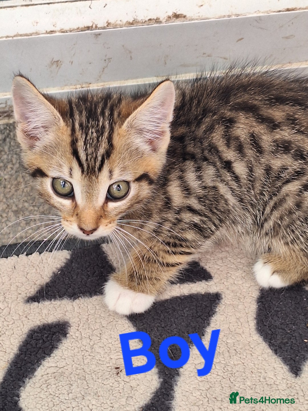 British Shorthair cats for sale: Male kittens  - Image 2