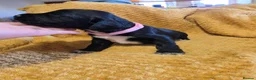 Sprocker dogs for sale: GORGEOUS SPROCKER PUPPIES  - Advert 14