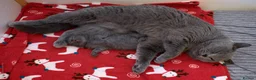 British Shorthair cats for sale: Beautiful British Shorthair Kittens - Advert 2