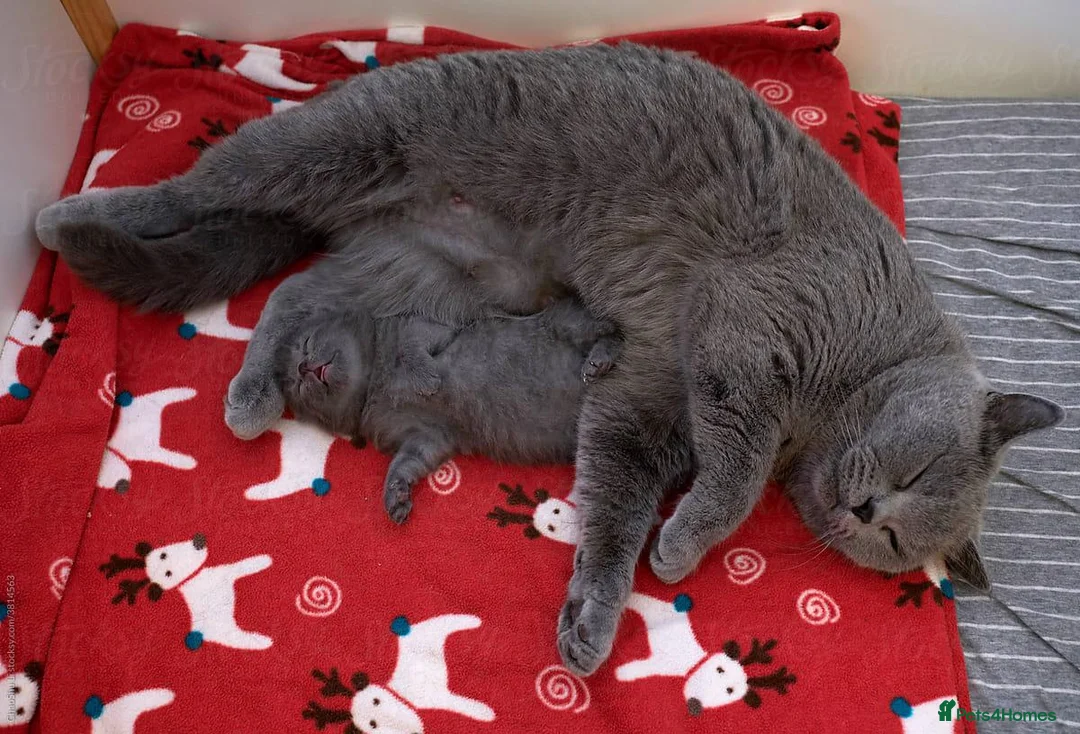 British Shorthair cats for sale: Beautiful British Shorthair Kittens - Advert 2