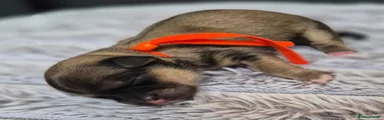 Orange collar girl 