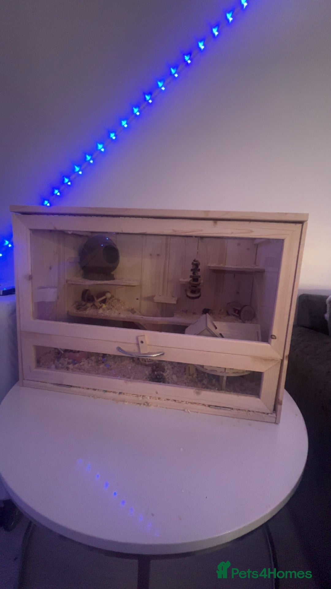 Hamster rodents for sale: hamster and everything included - Image 5