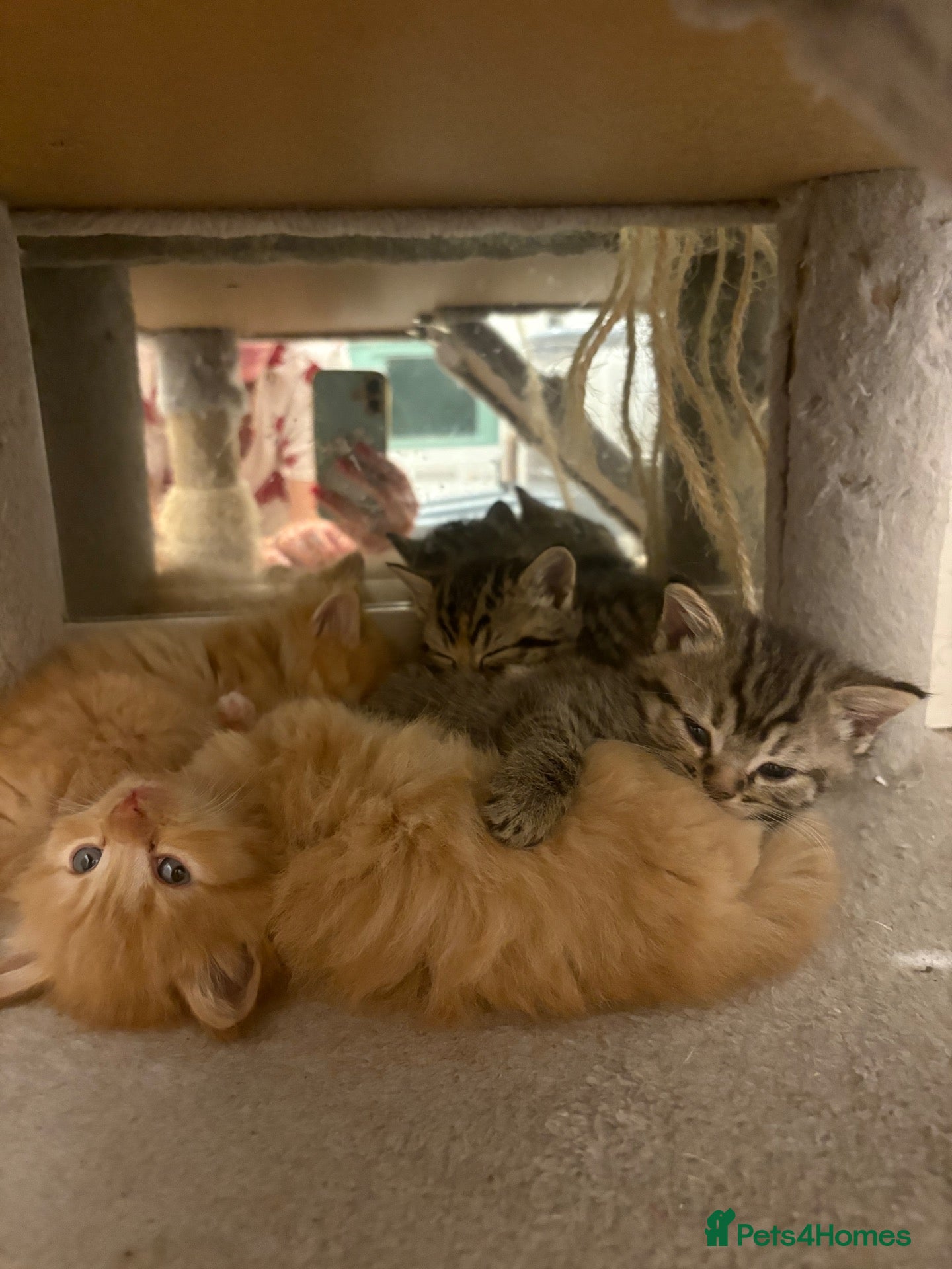 Mixed Breed cats Gorgeous British short hair cross kittens  - Advert 3