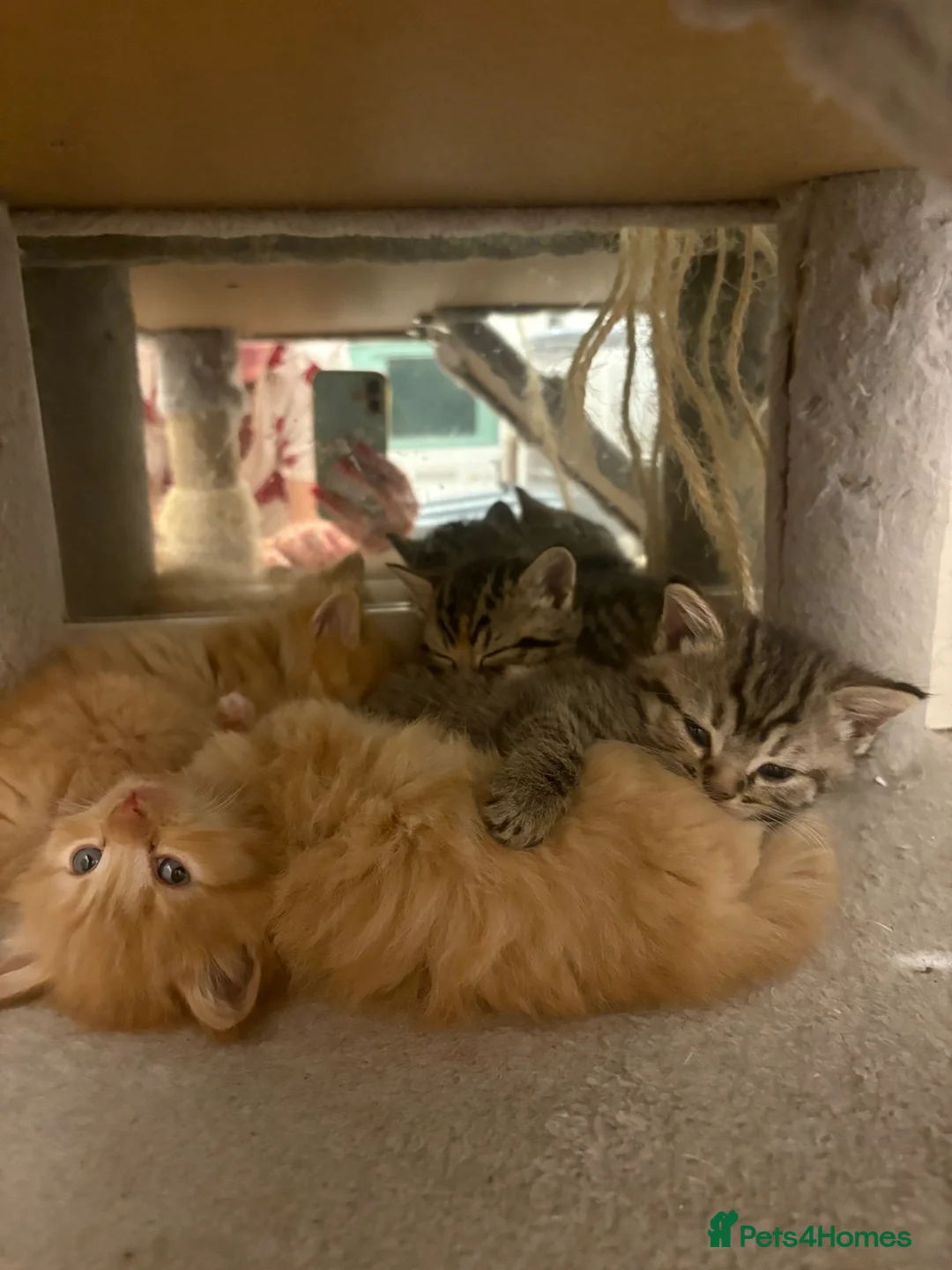 Mixed Breed cats for sale: Gorgeous British short hair cross kittens  - Advert 1
