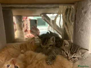 Mixed Breed cats Gorgeous British short hair cross kittens - Advert 5